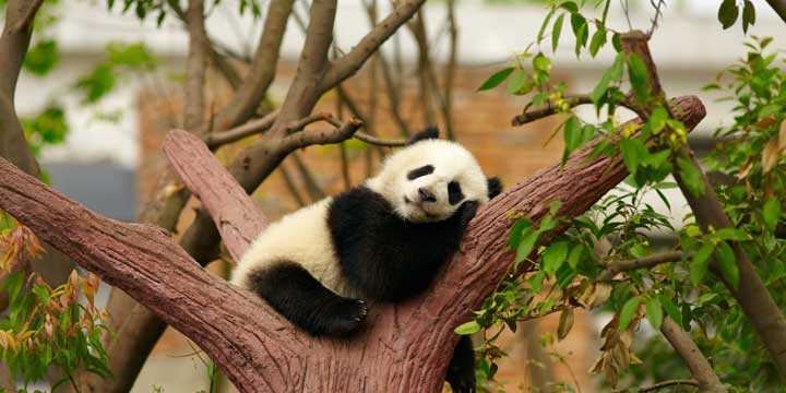 Chengdu Research Base of Giant Panda Breeding