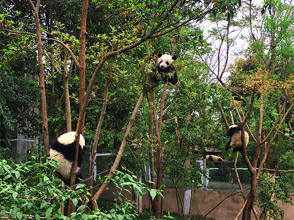 Giant Panda