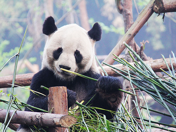 Giant Panda