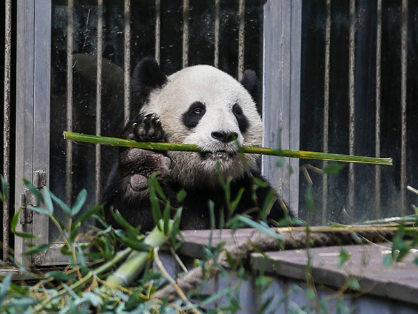 13 Facts About Giant Pandas